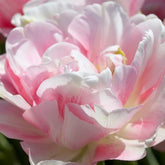 Hectarul - Ladita 400 bulbi de lalea DOUBLE LATE TULIPA Finola